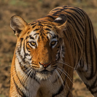 Tadoba - Tiger close-up